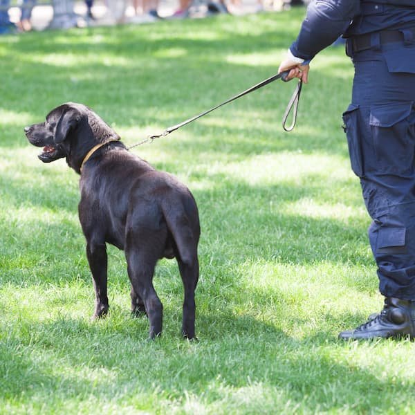 Agent de Sécurité Cynophile et son chien